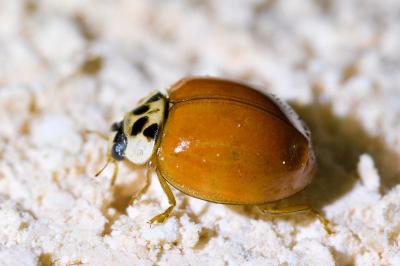 <i>Harmonia axyridis</i>