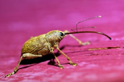<i>Curculio elephas</i>