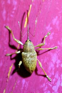 <i>Curculio elephas</i>