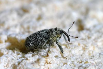 <i>Ceutorhynchus pallidactylus</i>