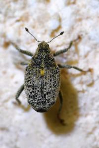 <i>Ceutorhynchus pallidactylus</i>