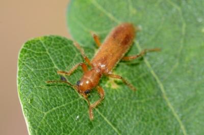 <i>Opilo pallidus</i>
