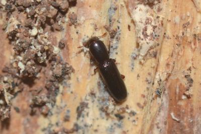 <i>Teredus cylindricus</i>