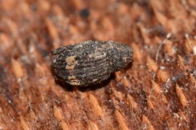 <i>Echinodera hypocrita</i>