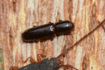 <i>Teredus cylindricus</i>