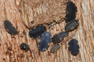 <i>Endomychus coccineus</i>