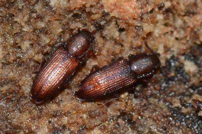 <i>Pycnomerus terebrans</i>