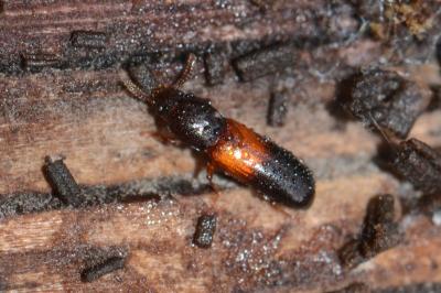 <i>Corticeus fasciatus</i>