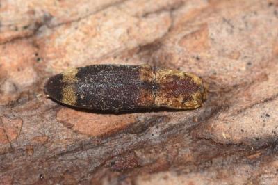 <i>Lacon querceus</i>