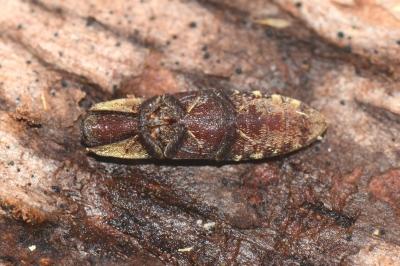 <i>Lacon querceus</i>
