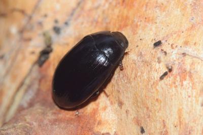 <i>Platydema violacea</i>