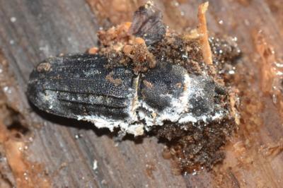 <i>Spondylis buprestoides</i>