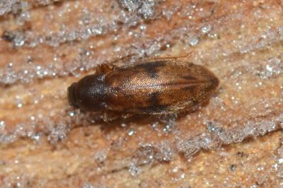 <i>Marolia variegata</i>