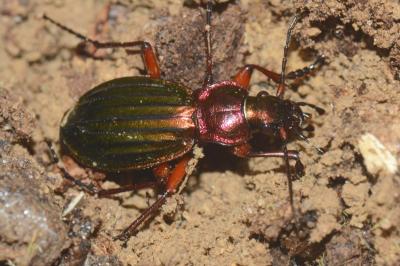 <i>Carabus auronitens</i>