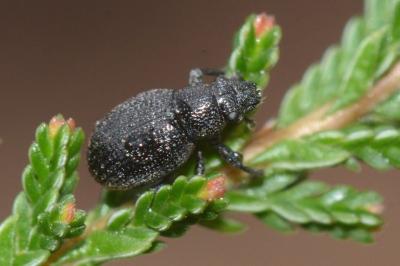 <i>Strophosoma sus</i>