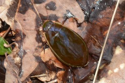 <i>Cybister lateralimarginalis</i>