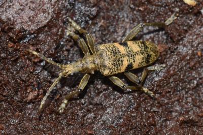 <i>Rhagium mordax</i>