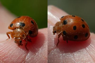 <i>Henosepilachna argus</i>