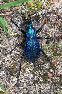 <i>Carabus intricatus</i>