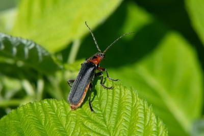 <i>Cantharis rustica</i>