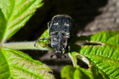 <i>Valgus hemipterus</i>