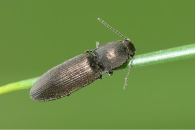 <i>Aplotarsus incanus</i>