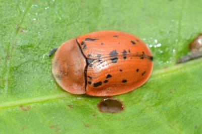 <i>Cassida murraea</i>