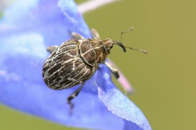 <i>Mogulones geographicus</i>