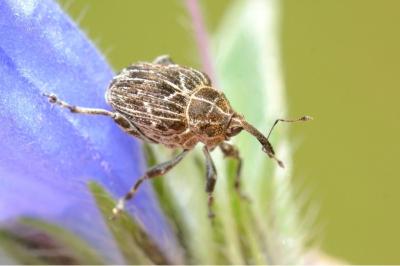 <i>Mogulones geographicus</i>