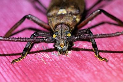 <i>Aegosoma scabricorne</i>