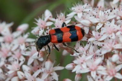 <i>Trichodes apiarius</i>
