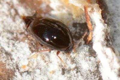 <i>Scaphisoma agaricinum</i>