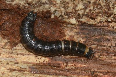 <i>Stenagostus rhombeus</i>
