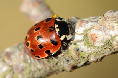 <i>Anatis ocellata</i>