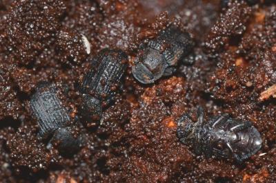 <i>Bolitophagus reticulatus</i>