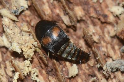 <i>Sepedophilus bipustulatus</i>
