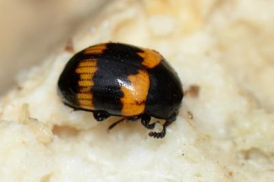 <i>Diaperis boleti</i>
