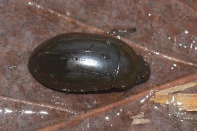 <i>Hydrochara caraboides</i>