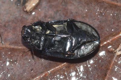 <i>Hydrochara caraboides</i>