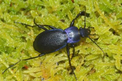 <i>Carabus problematicus</i>