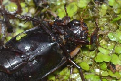 <i>Dytiscus semisulcatus</i>
