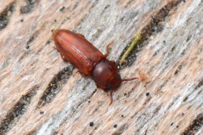 <i>Palorus depressus</i>