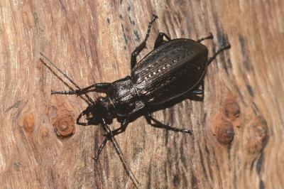 <i>Carabus granulatus</i>