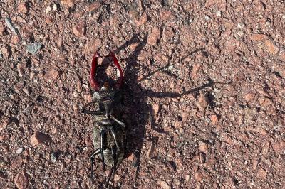<i>Lucanus cervus</i>