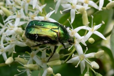 <i>Cetonia aurata</i>