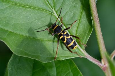 <i>Clytus arietis</i>