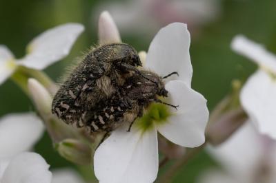 <i>Oxythyrea funesta</i>