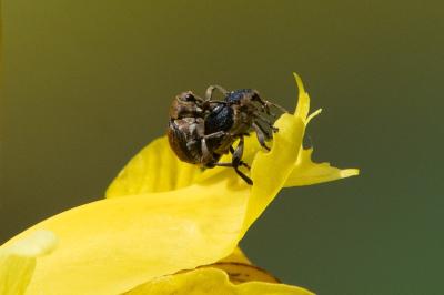 <i>Mononychus punctumalbum</i>