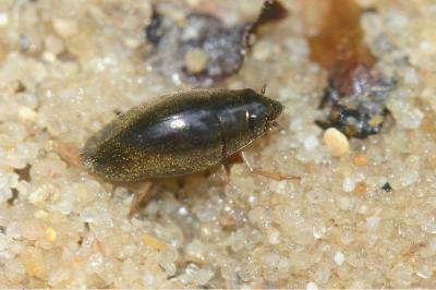 <i>Orectochilus villosus</i>