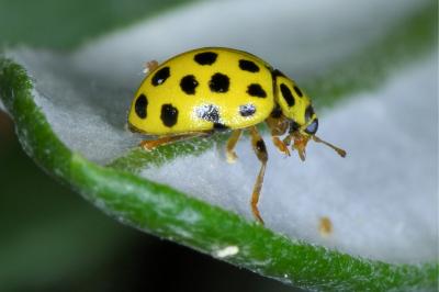 <i>Psyllobora vigintiduopunctata</i>